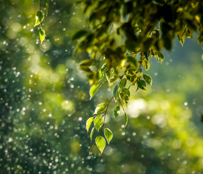 Folhas verdes presas em um galho de árvore sendo regado